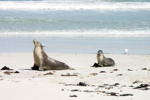 Kangaroo Island Personal Group Tours - Pubs Melbourne 3