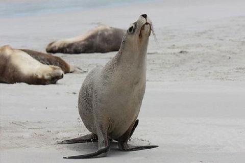 Kangaroo Island Personal Group Tours - Pubs Melbourne 4