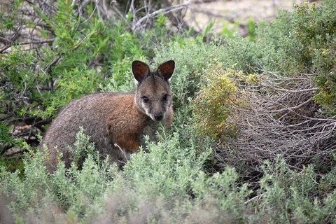 Shipwreck Special Nature Tour/Half Day Tour - Pubs Melbourne 3