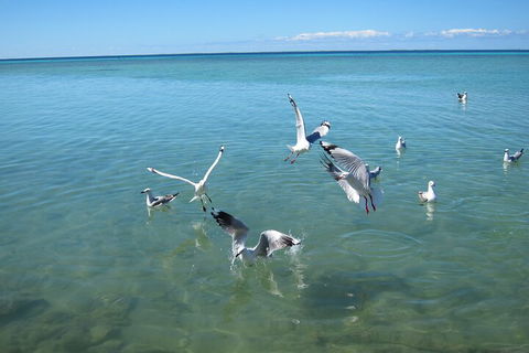 Pink Lake + Abrolhos Islands Nature Tour - Pubs Melbourne 5