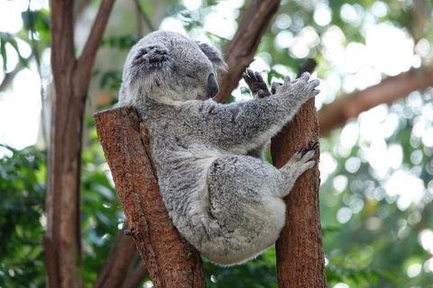 Small-Group Blue Mountains Tour With A Local Guide - Pubs Melbourne 2