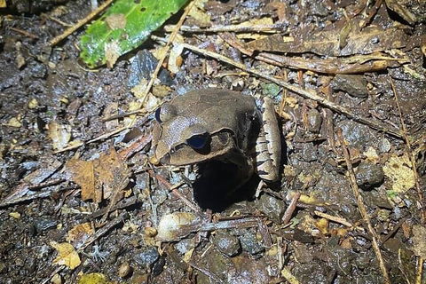 Evening Rainforest & Glow Worm Experience - Pubs Melbourne 1