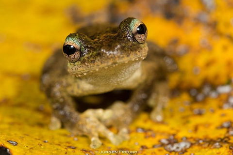 Daintree And Cape Tribulation Full Day Guided Tour - Pubs Melbourne 0