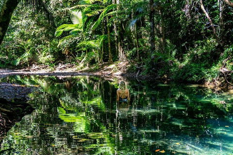 Daintree And Cape Tribulation Full Day Guided Tour - Pubs Melbourne 1
