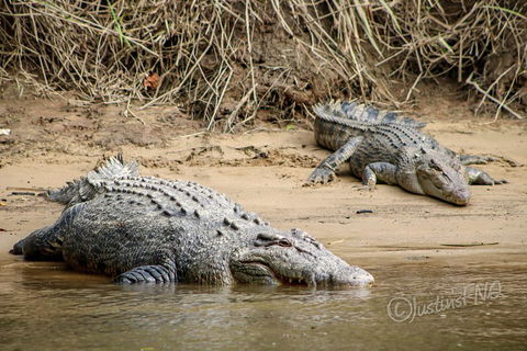 Daintree And Cape Tribulation Full Day Guided Tour - Pubs Melbourne 3