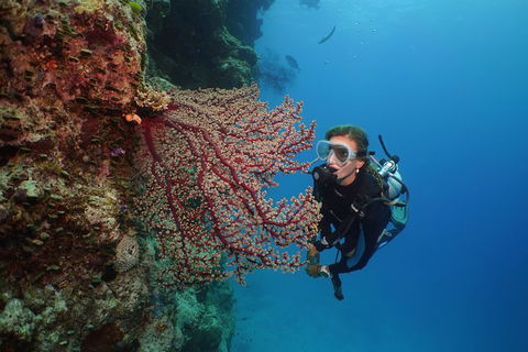 Silversonic Outer Great Barrier Reef Dive And Snorkel Cruise From Port Douglas - Pubs Melbourne 0