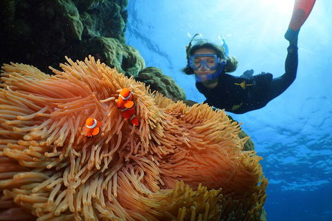 Silversonic Outer Great Barrier Reef Dive And Snorkel Cruise From Port Douglas - Pubs Melbourne 3