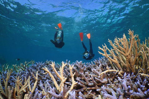 Silversonic Outer Great Barrier Reef Dive And Snorkel Cruise From Port Douglas - Pubs Melbourne 4