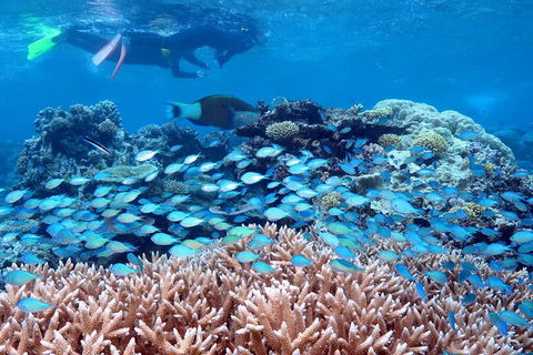 Silversonic Outer Great Barrier Reef Dive And Snorkel Cruise From Port Douglas - Pubs Melbourne 5