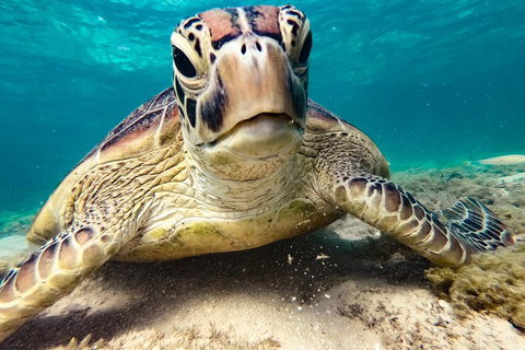 Sail, Snorkel, SUP & Kayak Charter Whitsundays - Pubs Melbourne 0