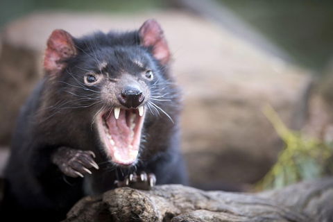 Port Arthur And Tassie Devils Active Day Tour From Hobart - Pubs Melbourne 3