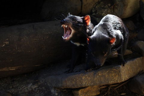 Port Arthur And Tassie Devils Active Day Tour From Hobart - Pubs Melbourne 4