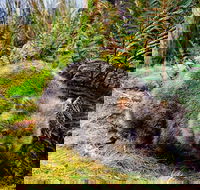 Cradle Mountain National Park Day Tour from Launceston - Pubs Melbourne