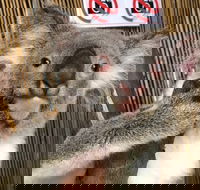 Kuranda Tour Deluxe Course with Kuranda 3 Zoos or Free Course - Pubs Melbourne