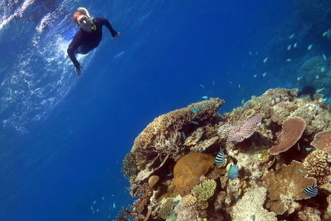 Silverswift Outer Great Barrier Reef Dive And Snorkel Cruise From Cairns - Pubs Melbourne 3