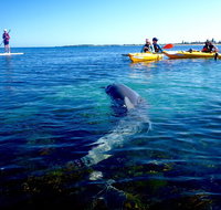 Penguin and Seal Islands Sea Kayaking Experience - Pubs Melbourne