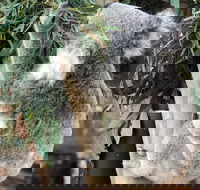 Private Blue Mountains and Wildlife Park Tour from Sydney with Barbecue Lunch - Pubs Melbourne