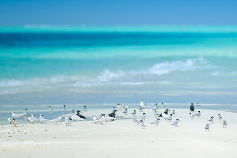 Private Coral Cay Bubbles Tour - Pubs Melbourne 2