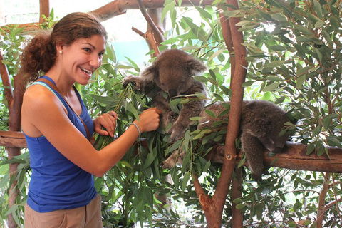 Pinnacles Desert, Koalas And Sandboarding 4WD Day Tour From Perth - Pubs Melbourne 5