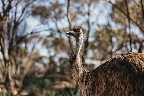 Wave Rock, York, Wildflowers, And Aboriginal Cultural Day Tour From Perth - Pubs Melbourne 4