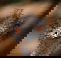 Currumbin Wildlife Sanctuary General Entry Ticket - Pubs Melbourne