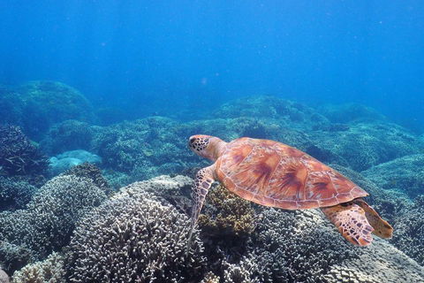 Calypso Outer Great Barrier Reef Cruise From Port Douglas - Pubs Melbourne 2