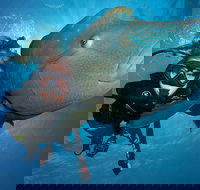 Great Barrier Reef Snorkeling and Diving Cruise from Cairns - Pubs Melbourne