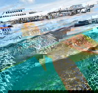 Scenic Helicopter Flight to Moore Reef and Return Snorkeling Cruise from Cairns - Pubs Melbourne