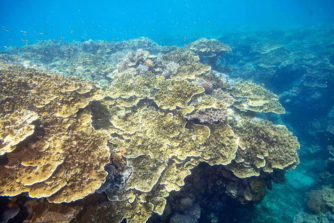 Scenic Helicopter Flight To Moore Reef And Return Snorkeling Cruise From Cairns - Pubs Melbourne 2