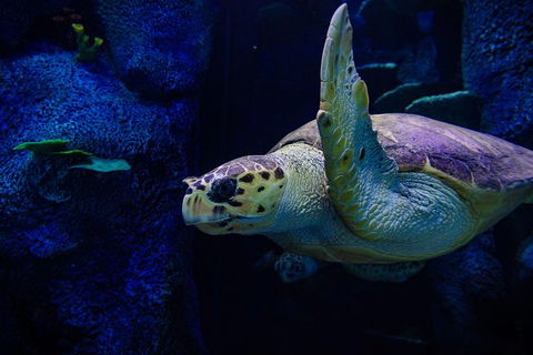 Sydney Attractions Pass: SEA LIFE Aquarium, Sydney Tower Eye, WILD LIFE Zoo And Madame Tussauds - Pubs Melbourne 1