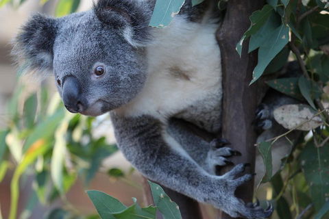 Sydney Attractions Pass: SEA LIFE Aquarium, Sydney Tower Eye, WILD LIFE Zoo And Madame Tussauds - Pubs Melbourne 2