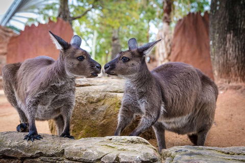 Sydney Attractions Pass: SEA LIFE Aquarium, Sydney Tower Eye, WILD LIFE Zoo And Madame Tussauds - Pubs Melbourne 5