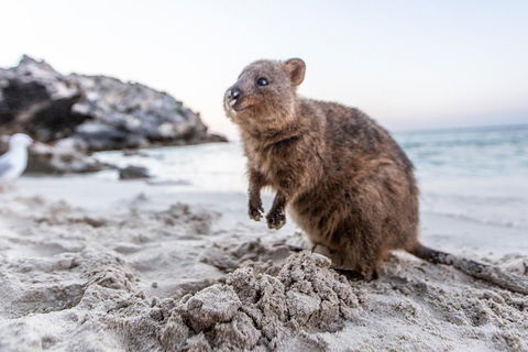 Rottnest Island All-Inclusive Grand Island Tour From Fremantle - Pubs Melbourne 2