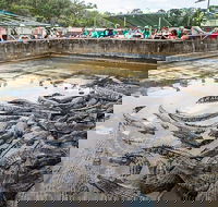 Hartley's Crocodile Adventures Day Trip from Cairns - Pubs Melbourne