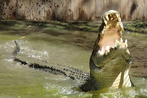 Hartley's Crocodile Adventures Day Trip From Palm Cove - Pubs Melbourne 3