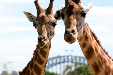 Sydney Harbour Ferry With Taronga Zoo Entry Ticket - Pubs Melbourne 1