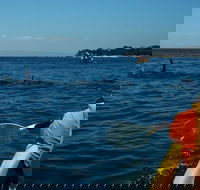 Mornington Peninsula Kayak Coastline Tour of Dolphin Sanctuary - Pubs Melbourne