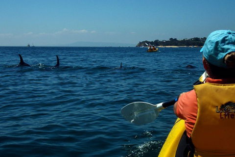 Mornington Peninsula Kayak Coastline Tour Of Dolphin Sanctuary - Pubs Melbourne 0