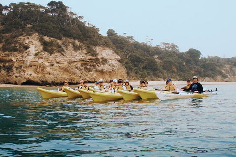 Mornington Peninsula Kayak Coastline Tour Of Dolphin Sanctuary - Pubs Melbourne 4
