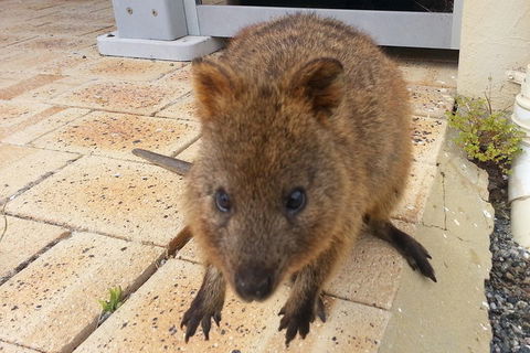 Wave Rock, Pinnacles And Rottnest One Day Aeroplane Tour - Pubs Melbourne 0