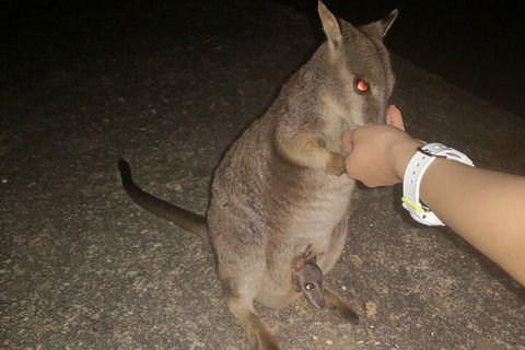 Private Tour To Paronella Park, Historic Village Herberton And Wild Life Wallaby - Pubs Melbourne 0