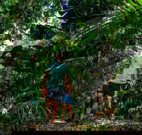 Full Day Daintree Rainforest and Mossman Gorge Tour - Pubs Melbourne