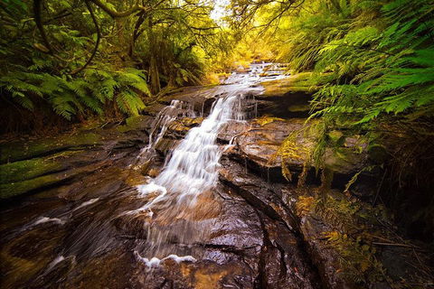 Fully Inclusive Blue Mountains Private Tour Inc Scenic World & Featherdale Entry - Pubs Melbourne 3