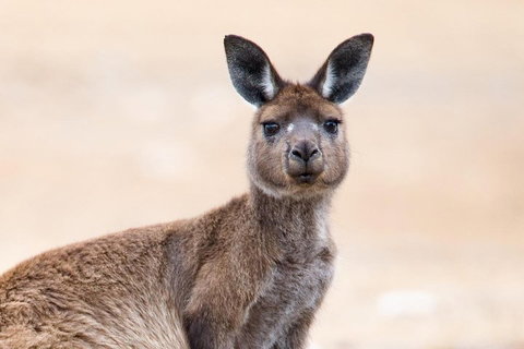 Kangaroo Island Luxury Small Group 'East End Explorer' Full Day Tour - Pubs Melbourne 1