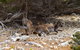 Kangaroo Island Luxury Small Group 'East End Explorer' Full Day Tour - thumb 4