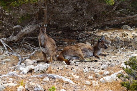 Kangaroo Island Luxury Small Group 'East End Explorer' Full Day Tour - Pubs Melbourne 4