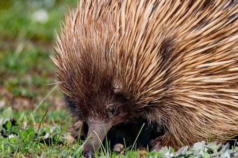 Kangaroo Island Luxury Small Group 'East End Explorer' Full Day Tour - Pubs Melbourne 5