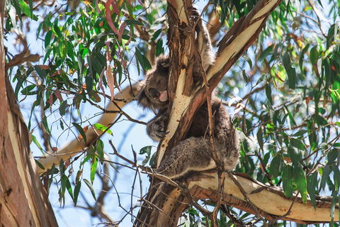 Full-Day Great Ocean Road And 12 Apostles Sunset Tour From Melbourne - Pubs Melbourne 2
