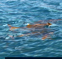 Roebuck Bay Snubfin Dolphin Cruise - Pubs Melbourne