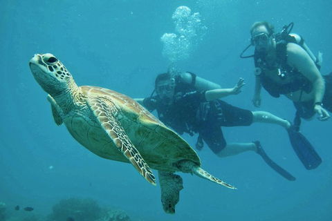 Ocean Freedom Great Barrier Reef Personal Luxury Snorkel & Dive Cruise, Cairns - Pubs Melbourne 4
